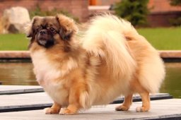 2025 – Klubový veterán šampion