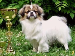 2007 - Klubový šampion