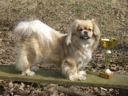 2007 - Klubový šampion
