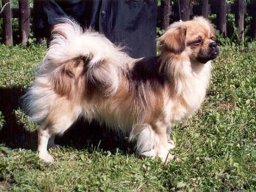 2001 - Klubový šampion