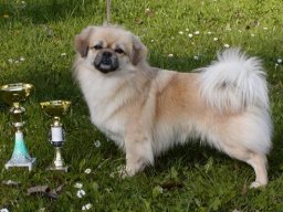 2008 - Klubový šampion
