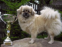2009 - Klubový šampion