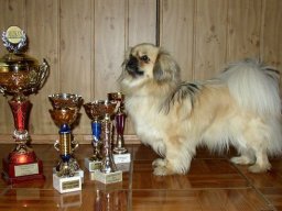 2007 - Klubový šampion